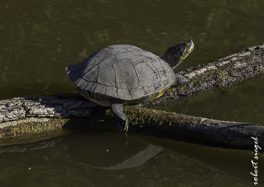 Hall Memorial Park 2026